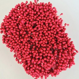 Тичинки темно червоні  глянцеві,  двосторонні