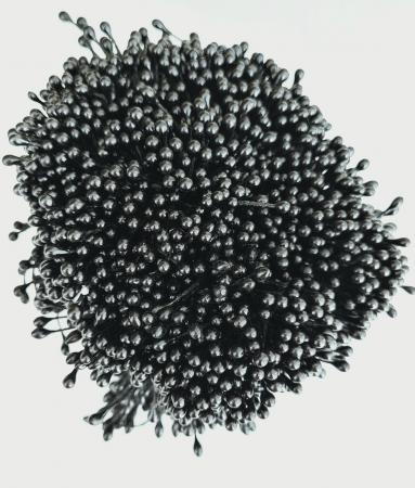 Тичинки чорні глянцеві,  двосторонні